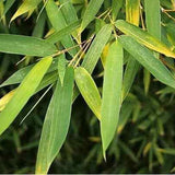 Zongzi Organic Leaf Quality Natural Pure Herbal Bamboo Dried Leaves Tea Bags 30