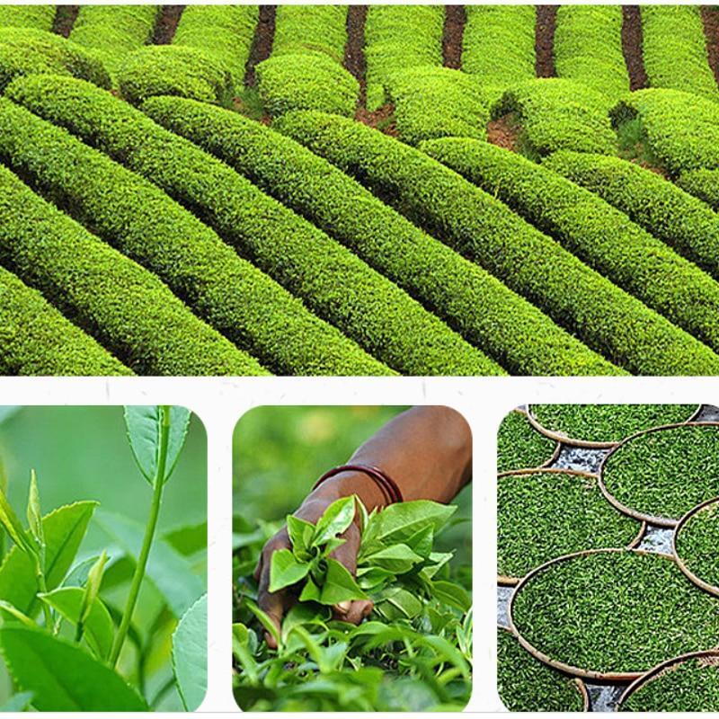 2023 Phoenix Dancong Oolong Tea Fragrance Dancong Oolong Loose Leaf Tea 500g