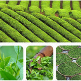 2023 Phoenix Dancong Oolong Tea Fragrance Dancong Oolong Loose Leaf Tea 500g