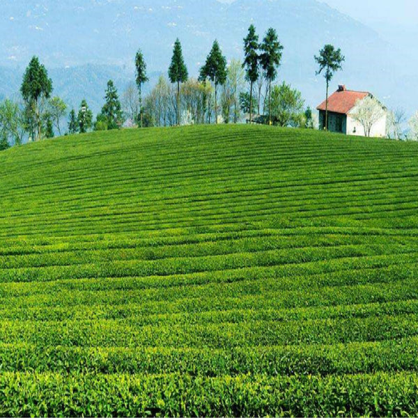 Yunnan Factory 357g Ripe Pu'er Tea Menghai Seven Sub-cake Early Spring Puerh Tea