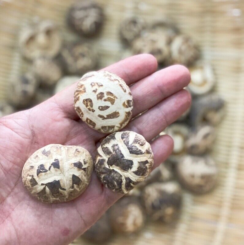 Premium Dried Tea Flower Edible Mushroom Chinese Herbal Fungi Bag Package 250g