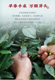 2025 Qianlong Dragon Well Green Tea First Flush 50g Loose Leaf Premium