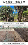 357g Ancient Tree Raw Tea Cake Yunnan Puerh Tea Leaves Menghai Raw Tea Cake