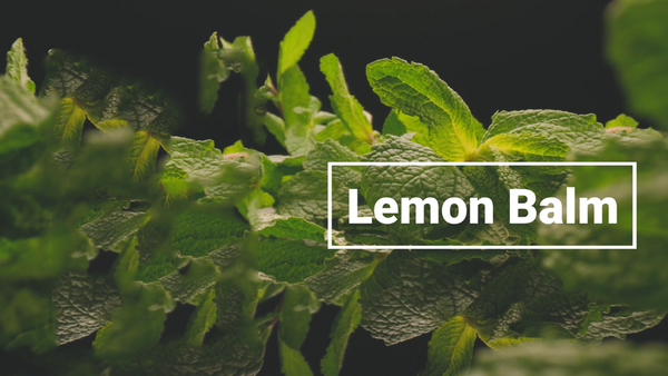 Lemon Balm Extract Powder 10:1 | Melissa Herbal Supplement 200G