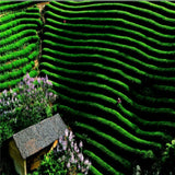 Anxi Tie Guan Yin Oolong Tea 50g Premium Chinese Green Tea Loose Leaf