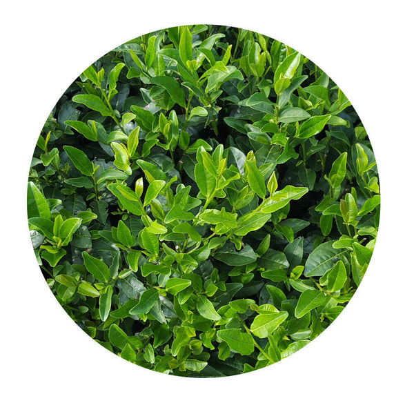 New Tea Steamed Green Tea Yulu Sencha Matcha Powder Genmaicha 500g/1.1lb