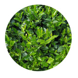 New Tea Steamed Green Tea Yulu Sencha Matcha Powder Genmaicha 500g/1.1lb