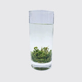 2025 Green Tea No. 2 Hefeng Cloud Mist Roasted Green 50g
