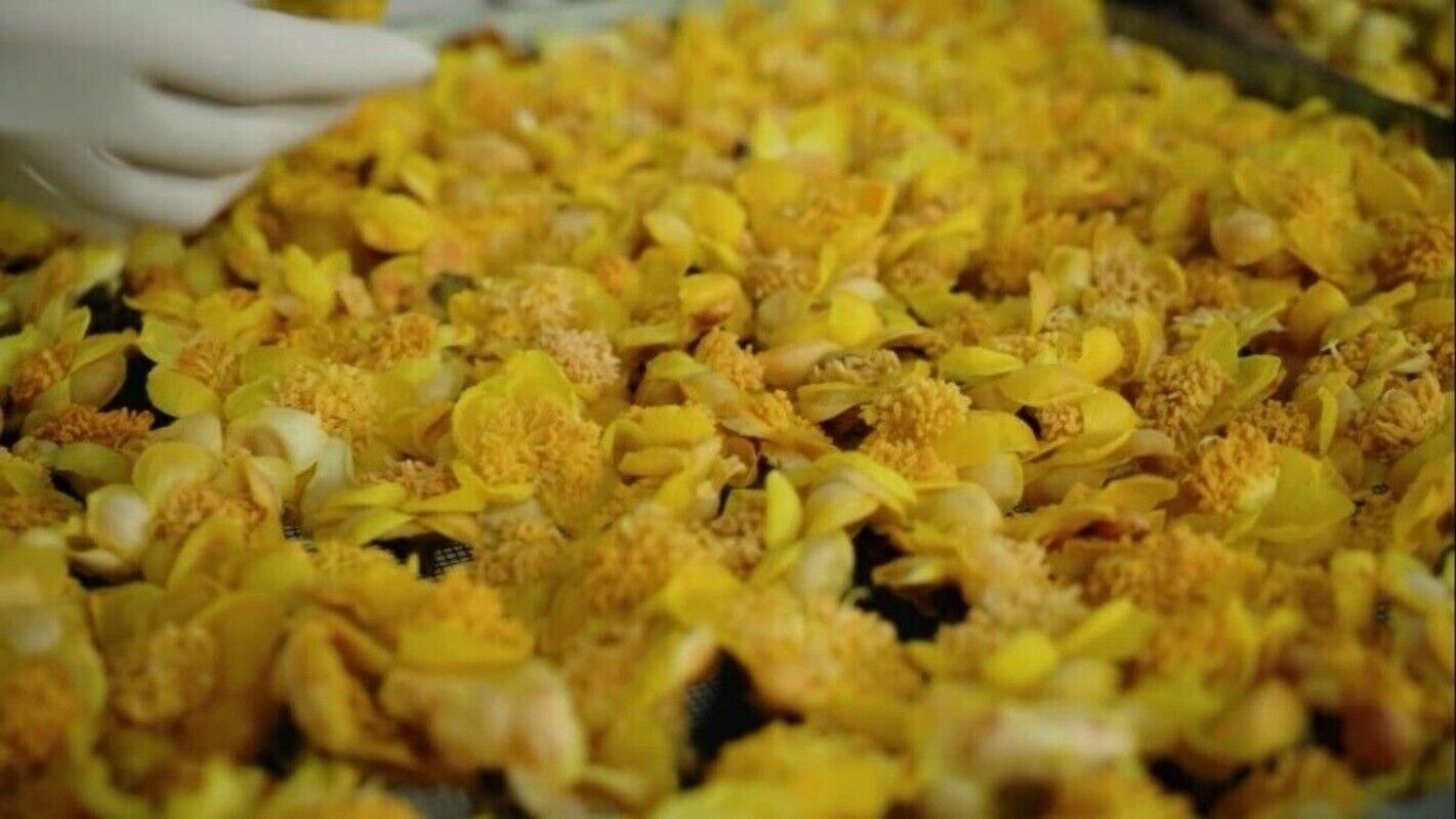 High Quality Dried Golden Camellia Golden Camellia Bloom Tea Flower Tea 500g
