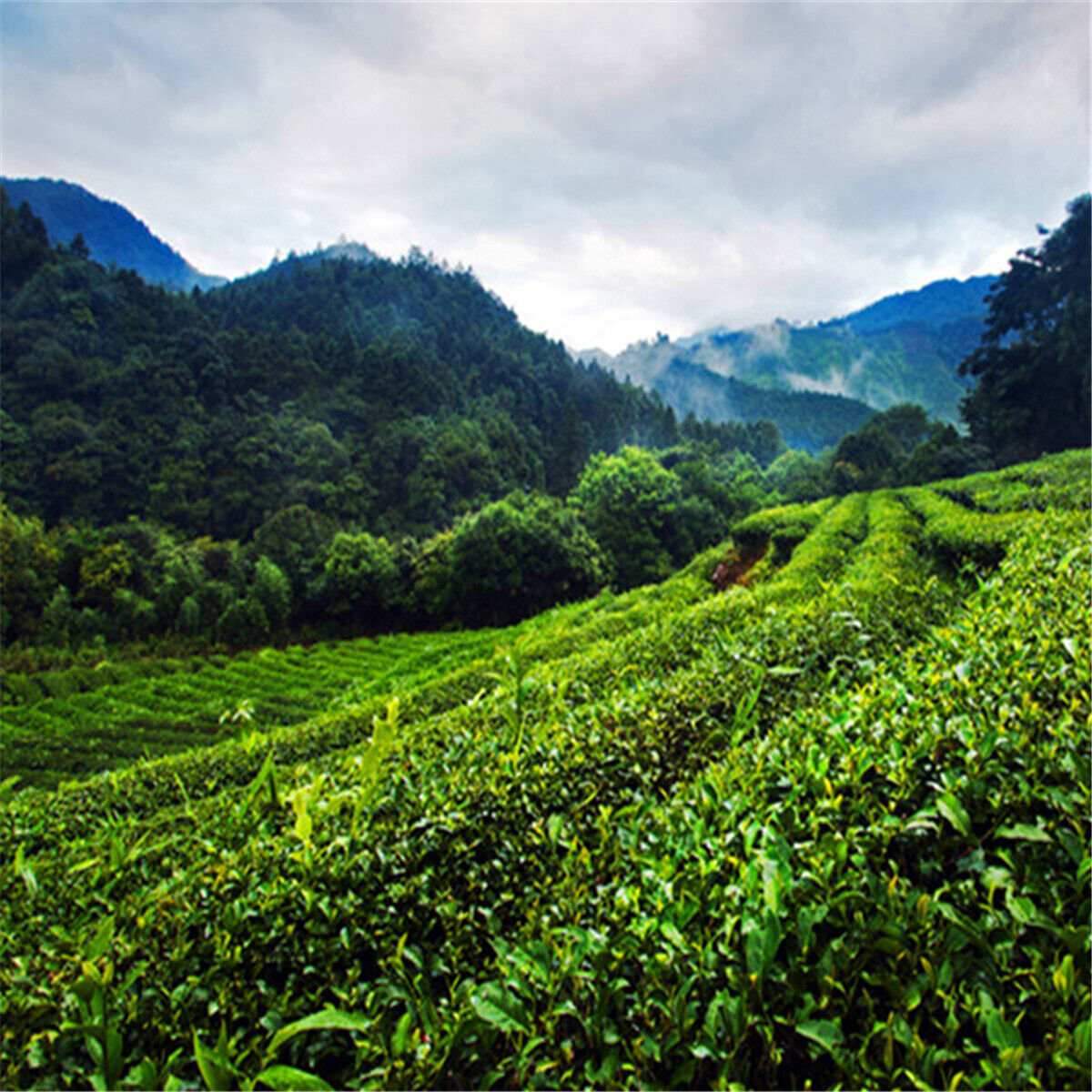 250g Slimming Natural Organic Black Tea Da Hong Pao Tea Oolong Tea Dahongpao Tea