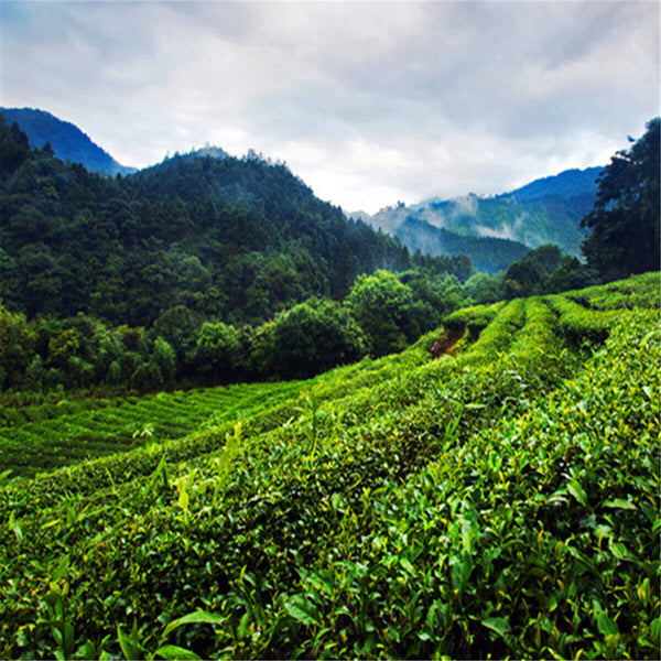 250g Slimming Natural Organic Black Tea Da Hong Pao Tea Oolong Tea Dahongpao Tea
