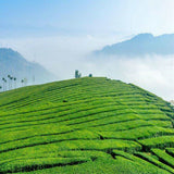 Loose Leaf Organic Jasmine Flower Tea Chinese Premium Jasmine Aroma Green Tea