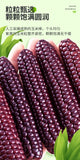 Purple Glutinous Corn Gift Box – Yunnan Specialty Sweet & Soft Corn
