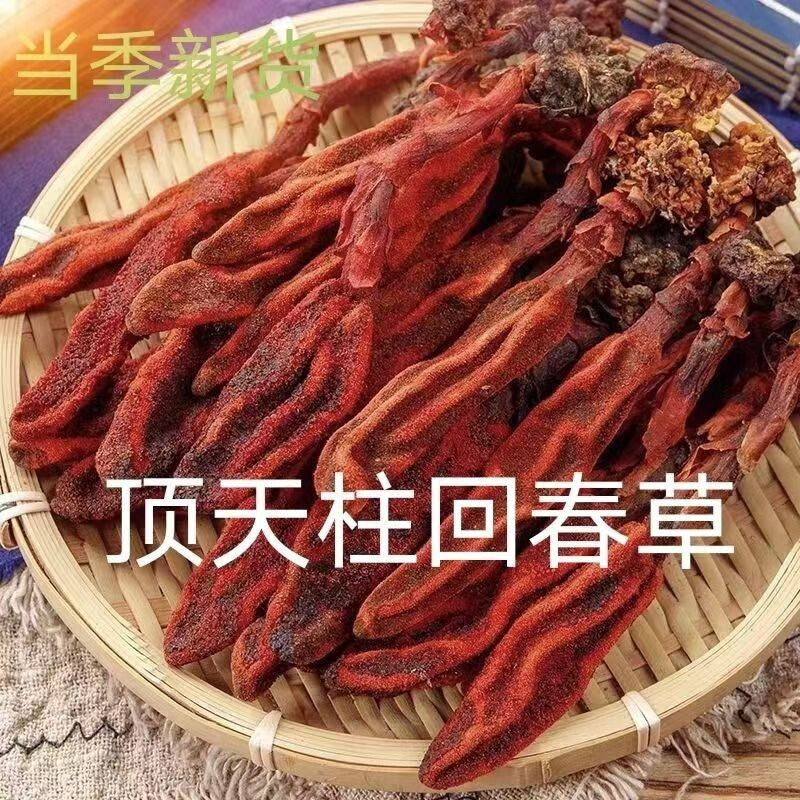 Rejuvenation Herb Tea Dingtianzhu Amaranth Cistanche and Ageless Grass Men's Tea