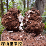 500g Organic Herbbal Tea Poria Cocos Used for Soup Porridge Natural Health Care