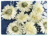 White Chrysanthemum Huangshan Chrysanthemum July Chrysanthemum Tribute 17.6oz