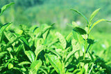 250g Puer Tea Tree Old Shu Puer Tea Agilawood Tambac Healthy China Puerh Tea