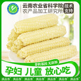 Xishuangbanna Sweet Sticky Corn – Wholesale Vacuum Pack