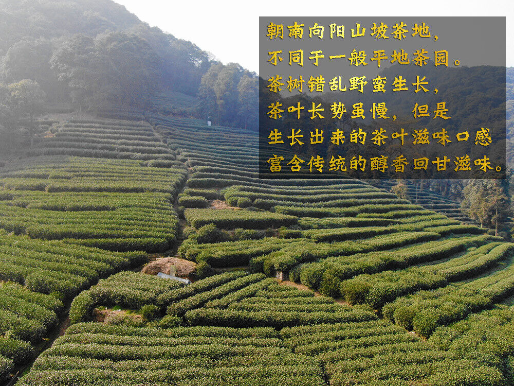 New Tea Longjing Crushed Tea Loose Tea Pieces Green Tea Crushed 500g/1.1lb