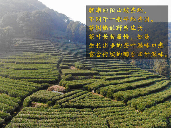 New Tea Longjing Crushed Tea Loose Tea Pieces Green Tea Crushed 500g/1.1lb