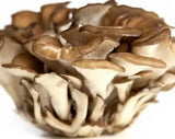 500g Getrockneter Maitake Pilz – Natürlicher Lebensmittel Pilz für Kochzwecke