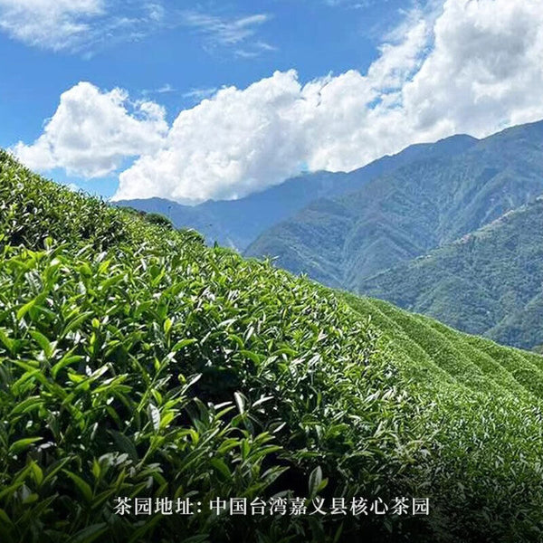 Taiwan High Mountain Jin Xuan Milk Oolong Tea Milk Tea Organic Green Tea Jinxuan