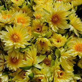 Taiwan Jiupin Perfumed Lotus Flower Tea New Flower Golden Lotus Lotus Flower Tea