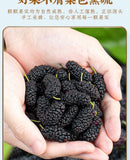 Selected Dried Mulberry Large Fruit Sand-free No-wash Mulberry Health Tea 500g