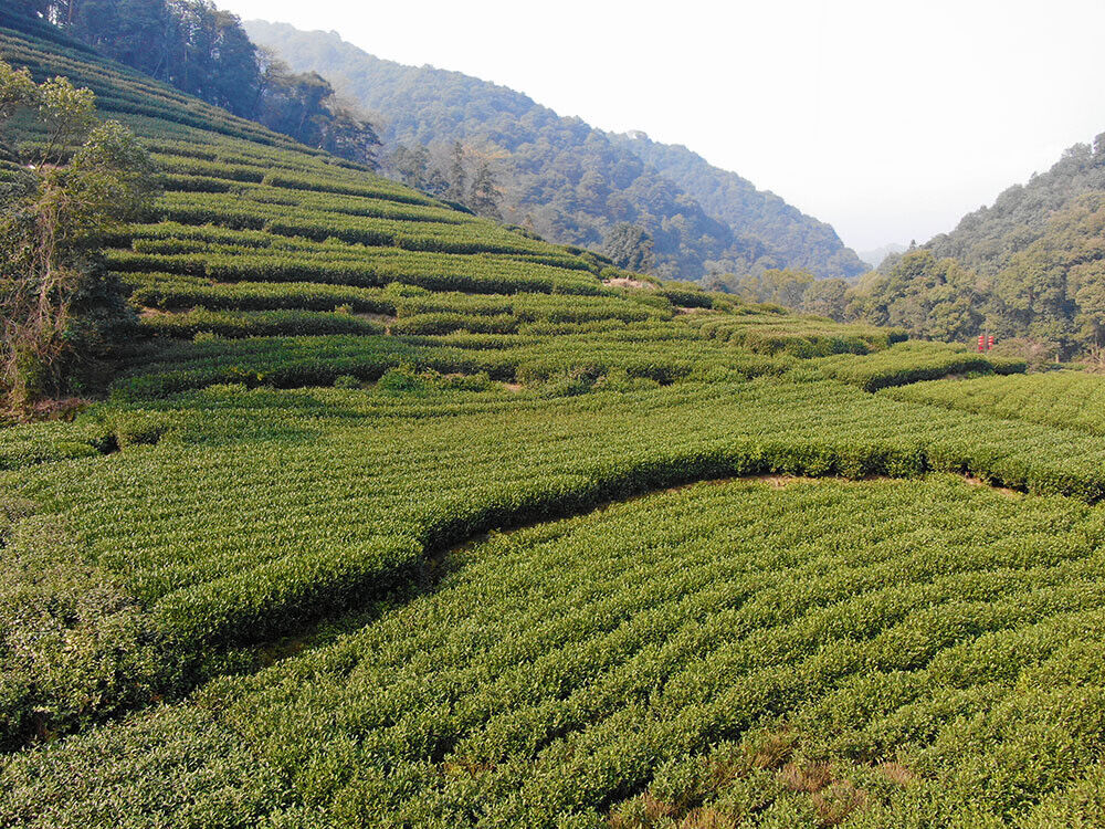 New Tea Longjing Tea Fried Green Green Tea Strong Aroma 500g/1.1lb