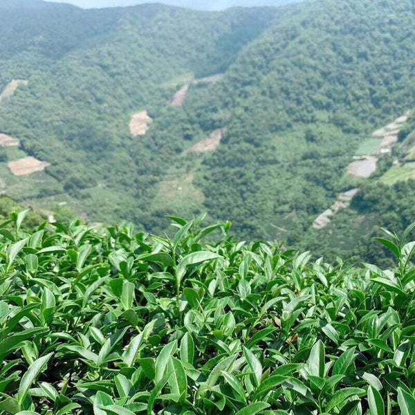Organic Milk Oolong Tea Taiwan High Mountain Loose Jin Xuan Tea 250g