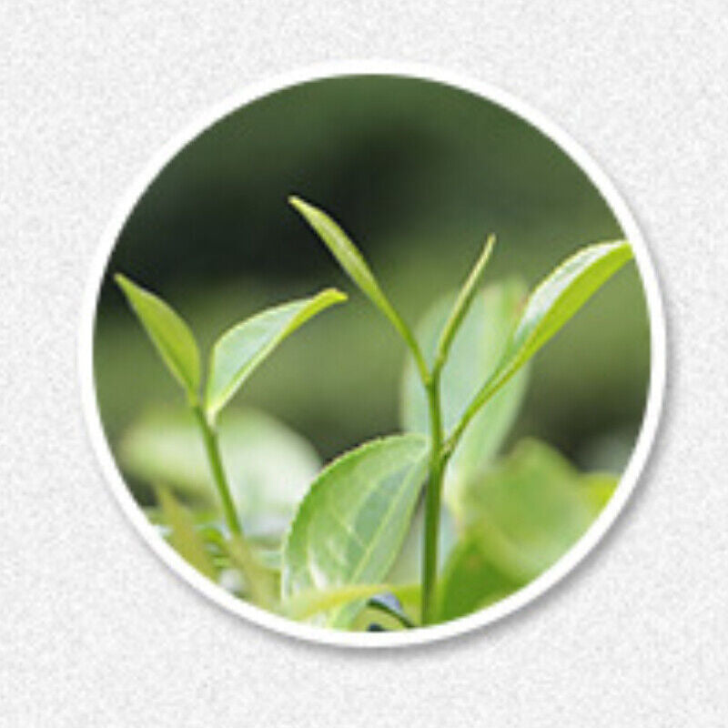 Old White Tea Cake Fuding Natural Spring White Tea Healthy 350g Premium