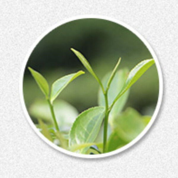 Old White Tea Cake Fuding Natural Spring White Tea Healthy 350g Premium