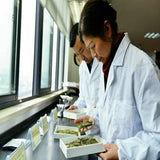 Top Tea Herbal Tea Pure Material Cassia Laxative Detox Liver Eyesight 250g Tea