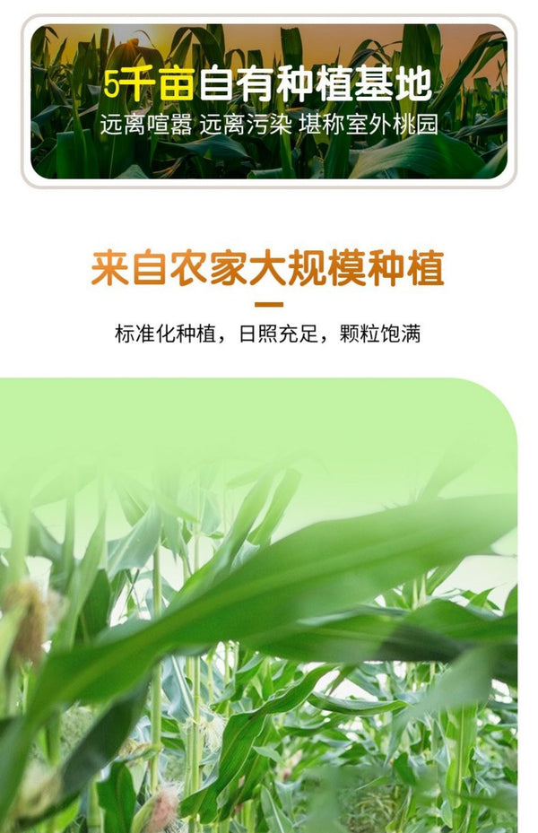 Yunnan Xishuangbanna Thumb Corn – Grade A Sticky Dai Specialty (500g)