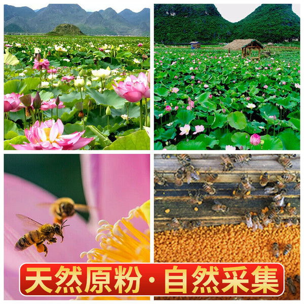 Yunnan Source Puzhe Plateau de Pollen de Lotus Noir Spécialité 200g