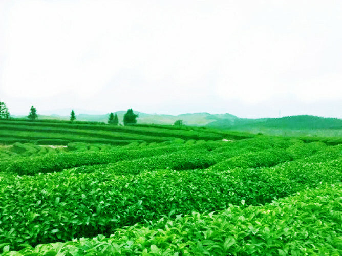 Top Chinese Famous Tea 500g Herbal Tea Ginkgo Biloba Leaf Loose Leaf Green Tea