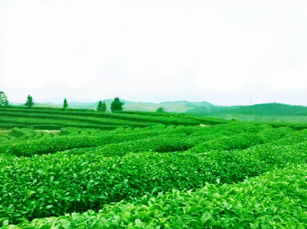 Top Chinese Famous Tea 500g Herbal Tea Ginkgo Biloba Leaf Loose Leaf Green Tea