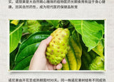 50 Grams Fresh Hainan Noni Fresh Fruit Dried 50g Morinda Citrifolia Herbal Tea