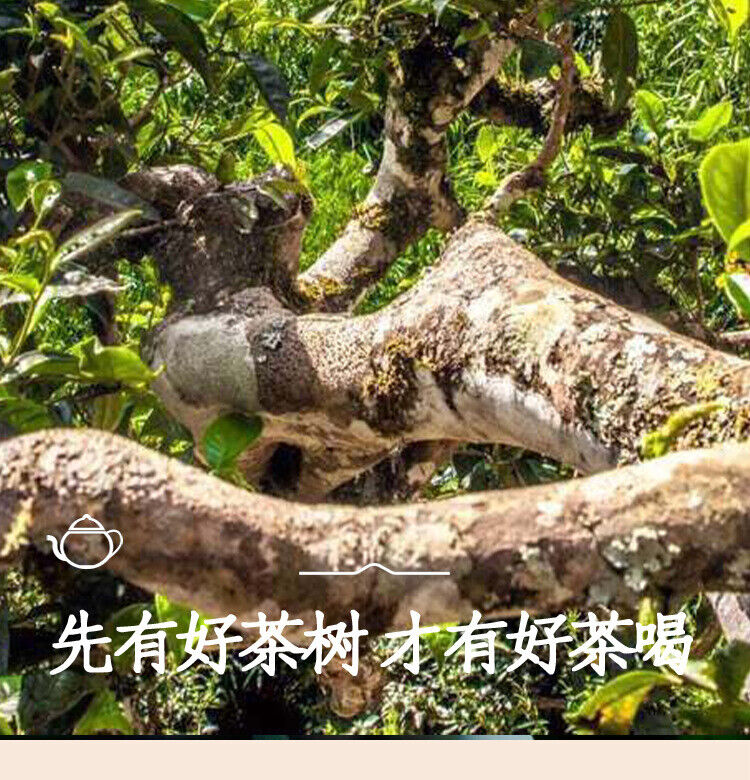 300g Yunnan Pu'er Raw Tea Early Spring Tea Xigui Ancient Tree Gold Bar Tea Brick