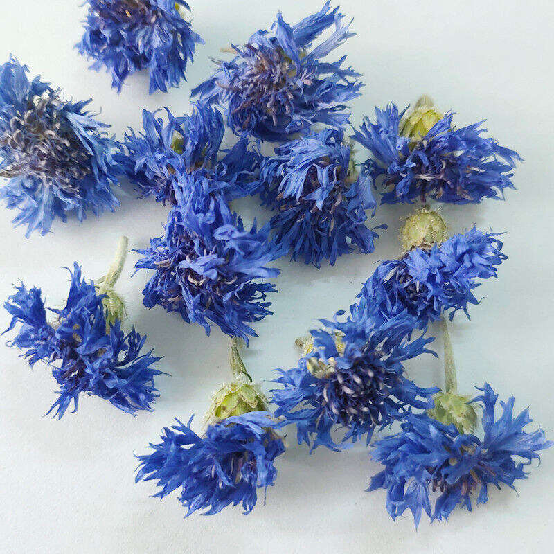 Cornflower petals new stock cornflower dried flowers bulk cornflower 17.6oz