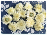 White Chrysanthemum Huangshan Chrysanthemum July Chrysanthemum Tribute 17.6oz