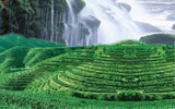 250g Berühmte Gute Qualität Dragon Well China Frühling Longjing Grüner Tee 西湖龙井茶