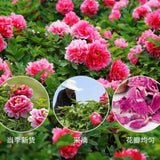 Organic High Quality Peony Petals Flower Tea Paeonia Peony petals