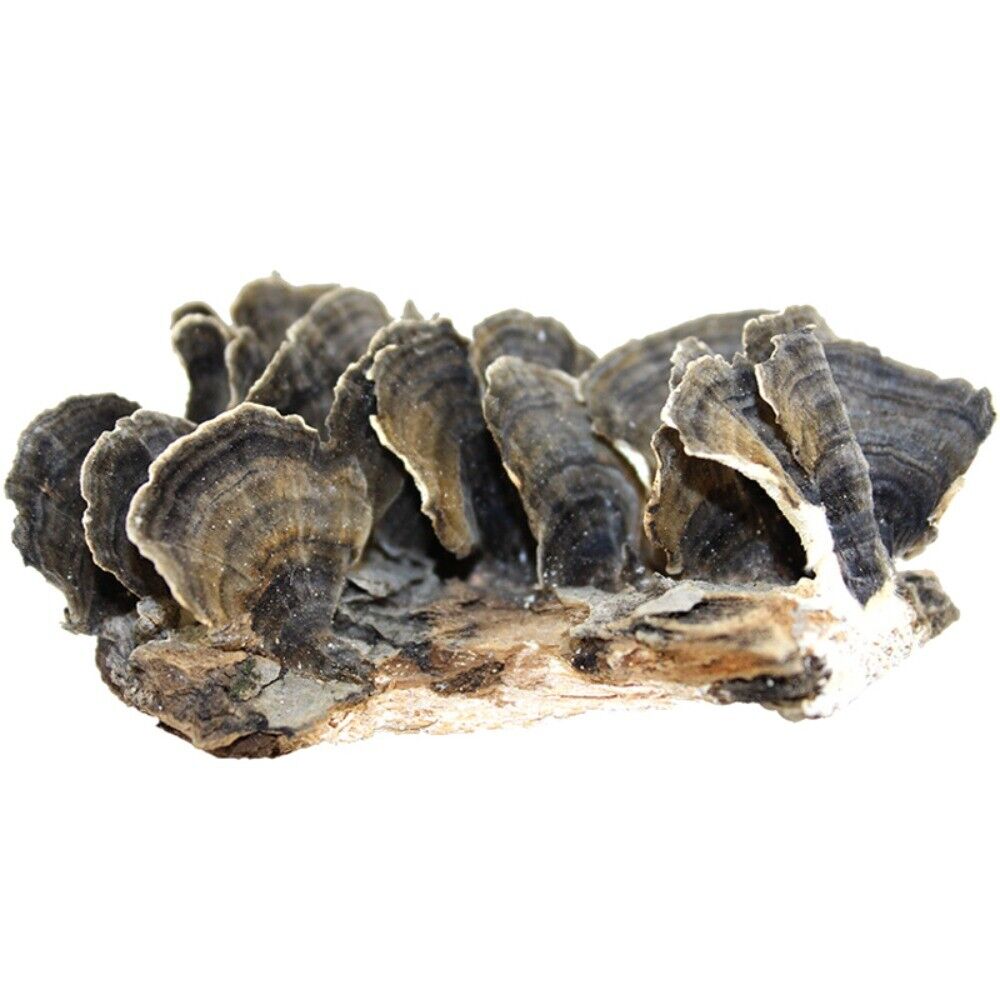 Wild Yunzhi Mushroom 250g Premium Dried Trametes Herbal Main image