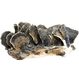 Wild Yunzhi Mushroom 250g Premium Dried Trametes Herbal