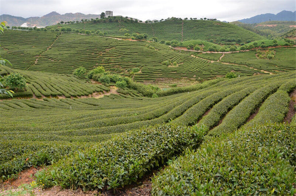 250g Premium 58 Series Black Tea Dian Hong Famous Yunnan Black Tea Dianhong Tea