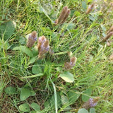 Wild Uraria Crinita Whole Herb 250g Premium Dried Traditional Chinese Medicinal