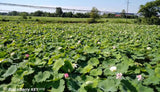 100% Biologische natürliche Löwen Mähne Pilz Hericium Erinaceus Hou Tou Gu 250G