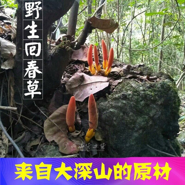 Rejuvenation Herb Tea Dingtianzhu Amaranth Cistanche and Ageless Grass Men's Tea