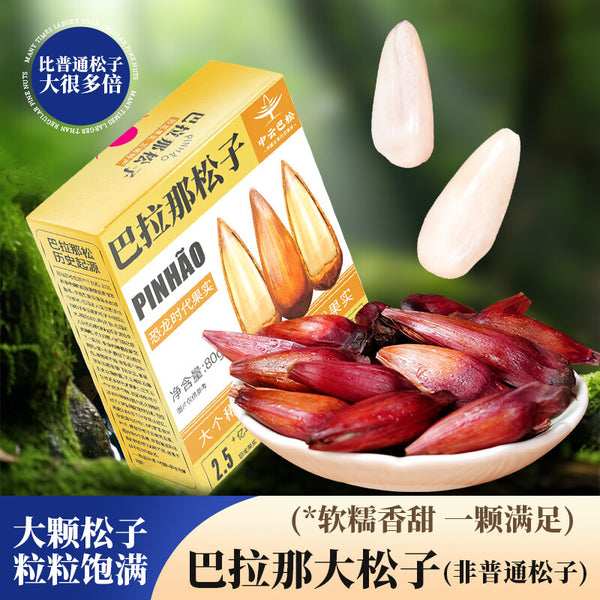 Premium Authentic Parana Pine Nuts Natural High Quality For Sale On Ebay